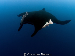 Black manta with accompanying remora's. The boiler, San B... by Christian Nielsen 